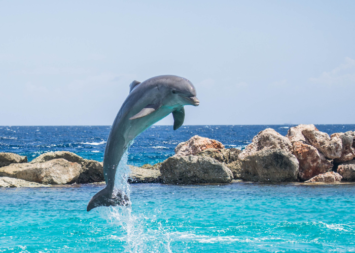 Exciting Dolphin trip in Goa with convenient taxi service to pick and drop